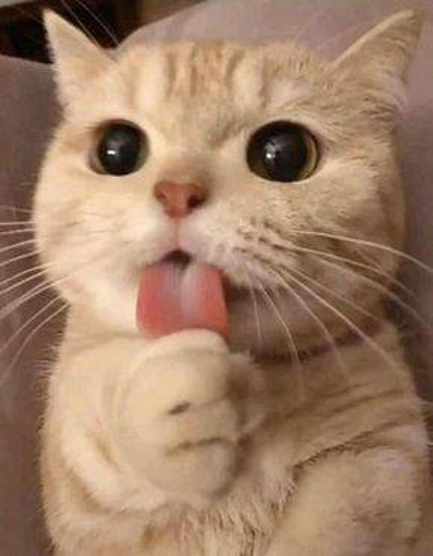Social Gatinho