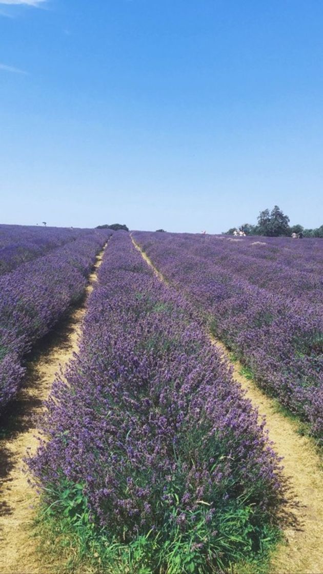 Place Mayfield Lavender Farm