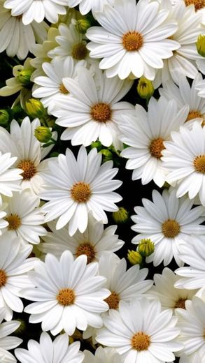 Wallpaper Flores brancas 