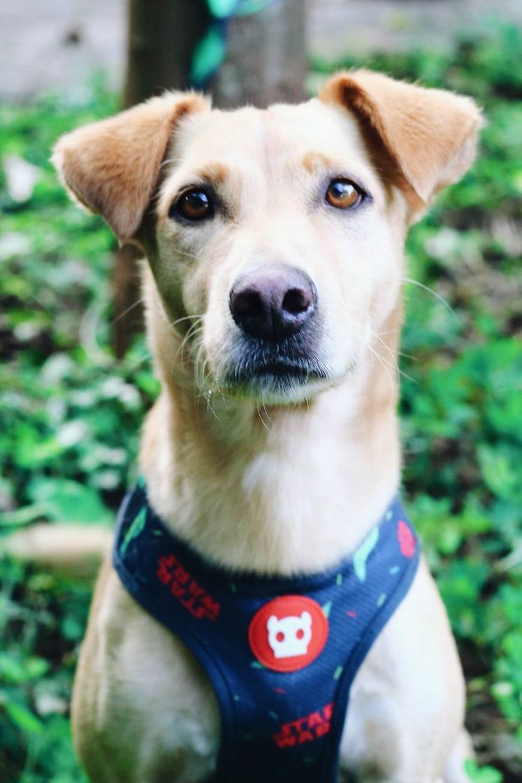 Fashion Comida Natural para o seu Cachorro 🐕