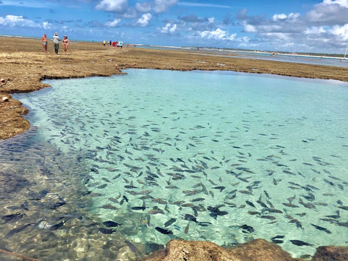 Place Porto de Galinhas