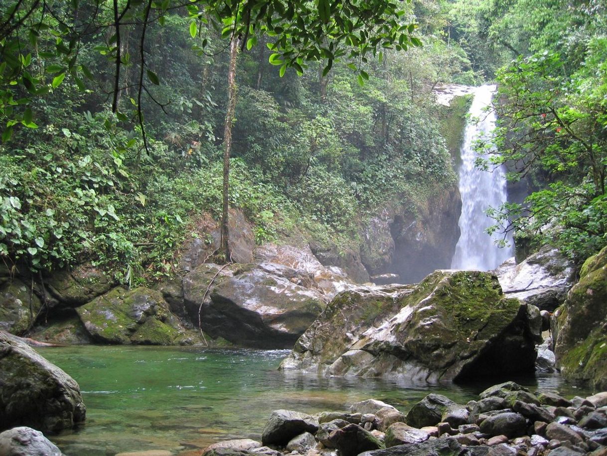 Place Parque Nacional Pico Bonito