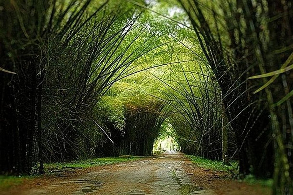 Lugar Jardín Botánico Lancetilla