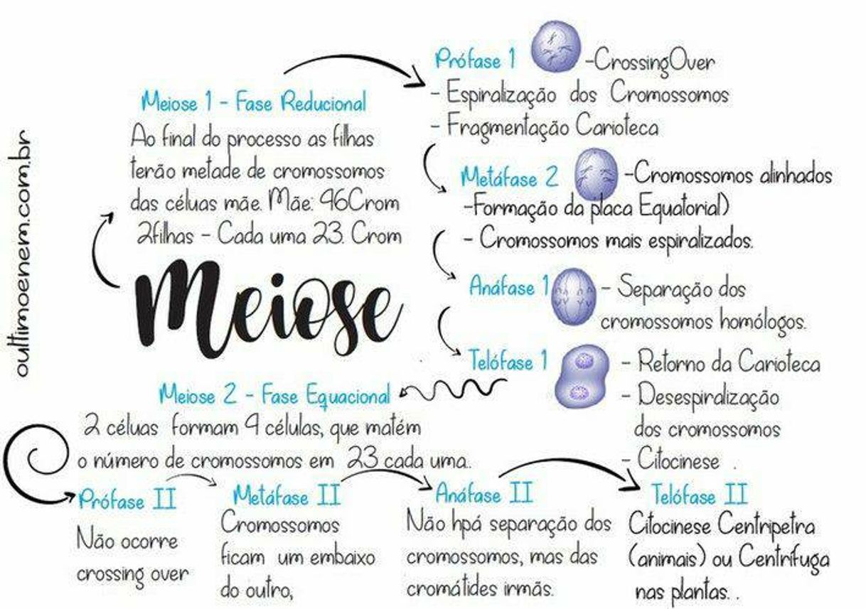 Moda meiose