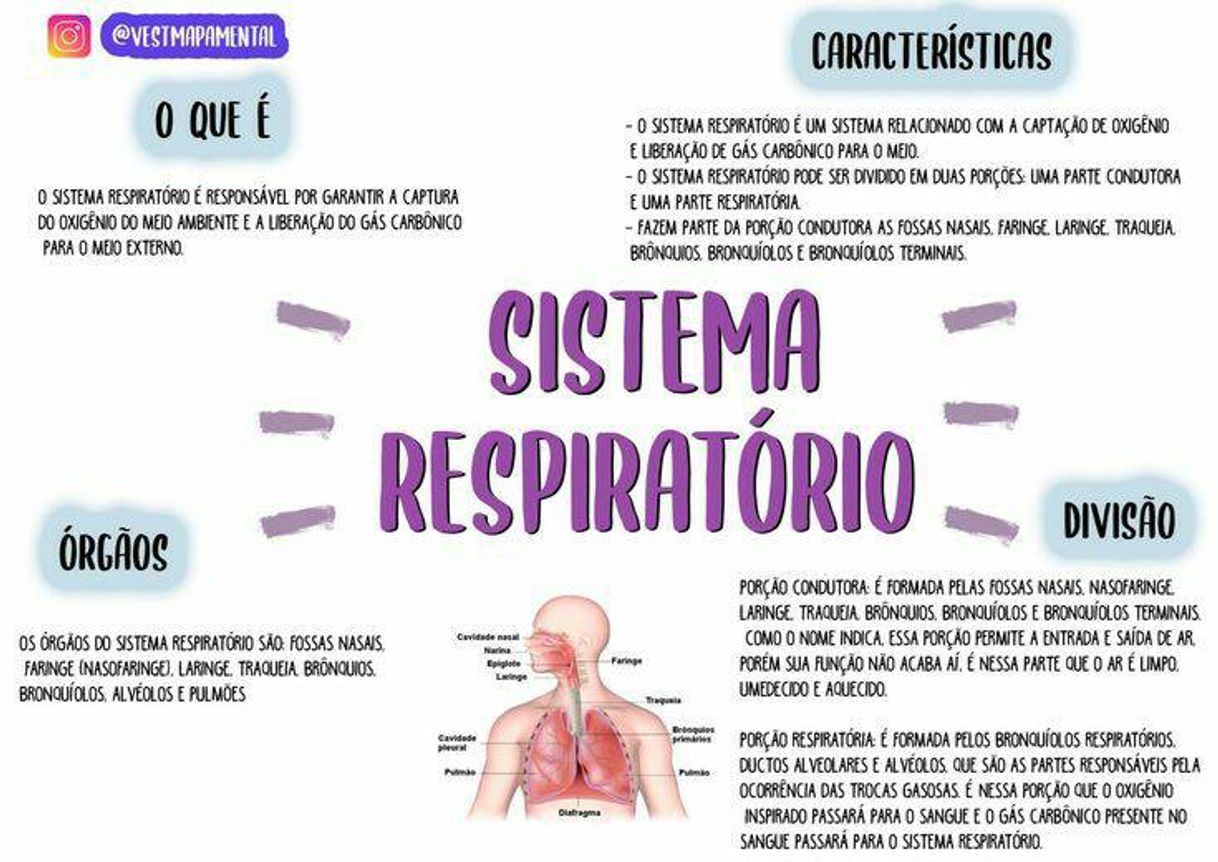 Social sistema respiratório
