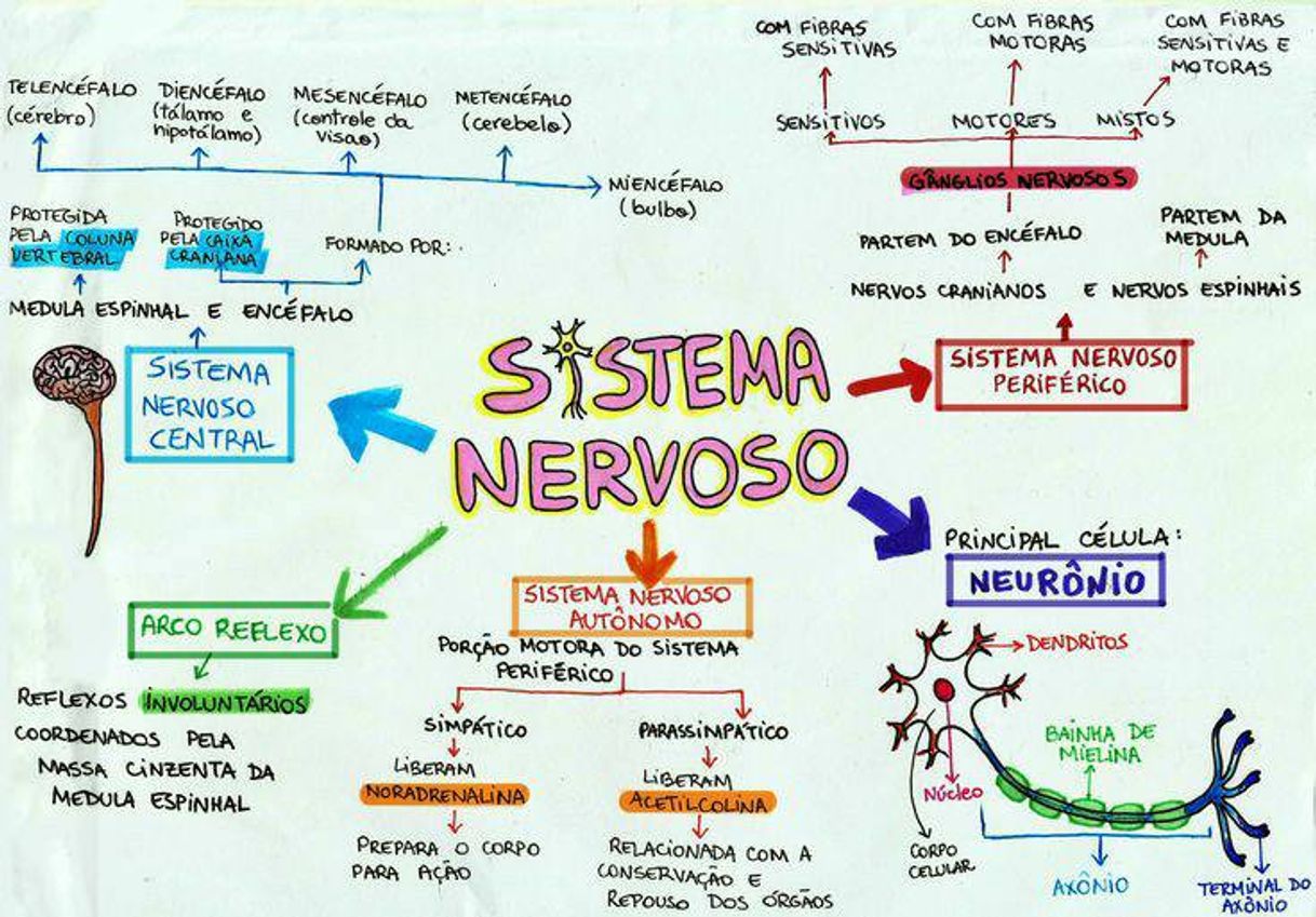 Moda sistema nervoso 