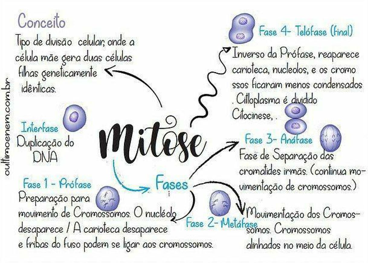 Moda mitose