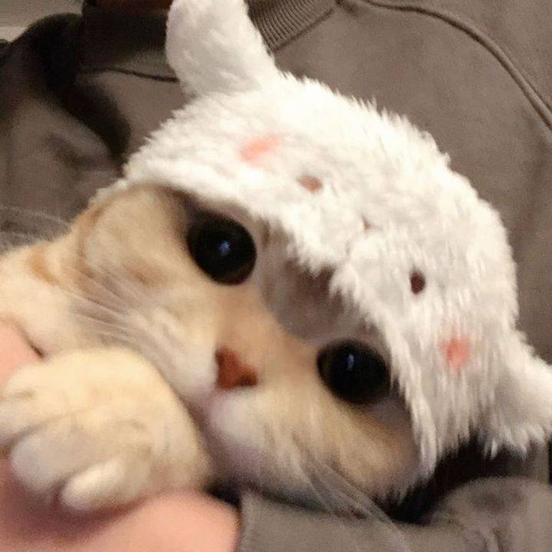 App ícone de gatinho 