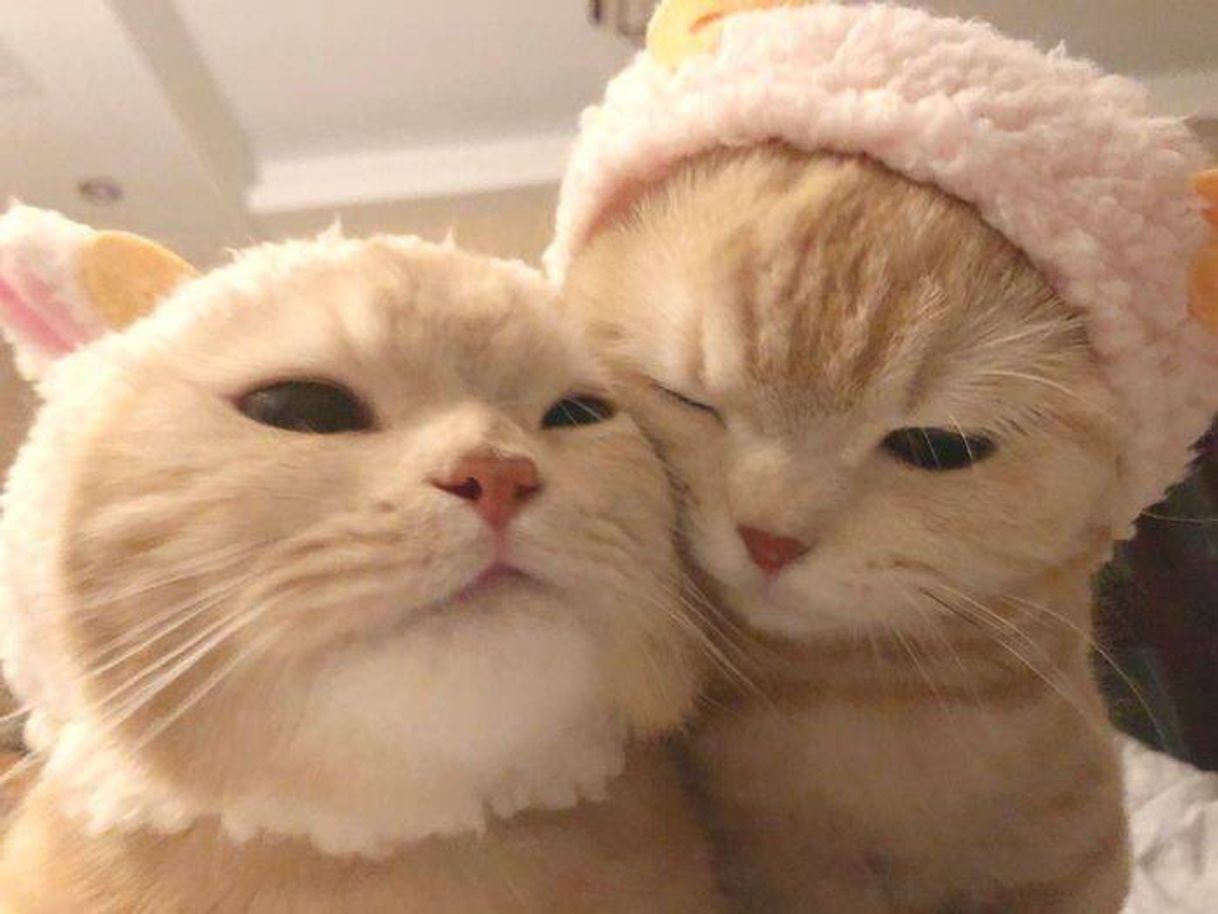 App gatinhos 