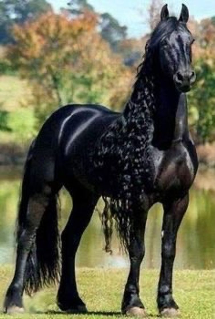 Fashion Horse 