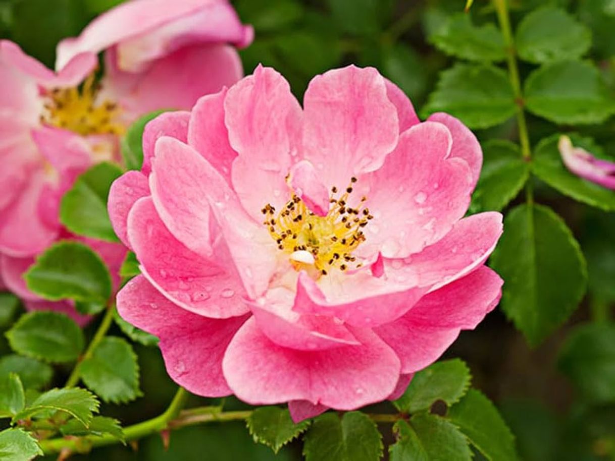 Social Rosa mosqueta 