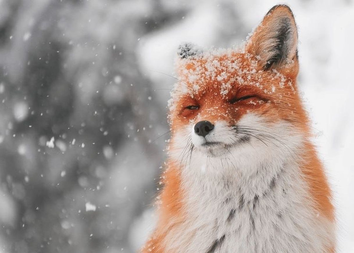 Social 🦊
