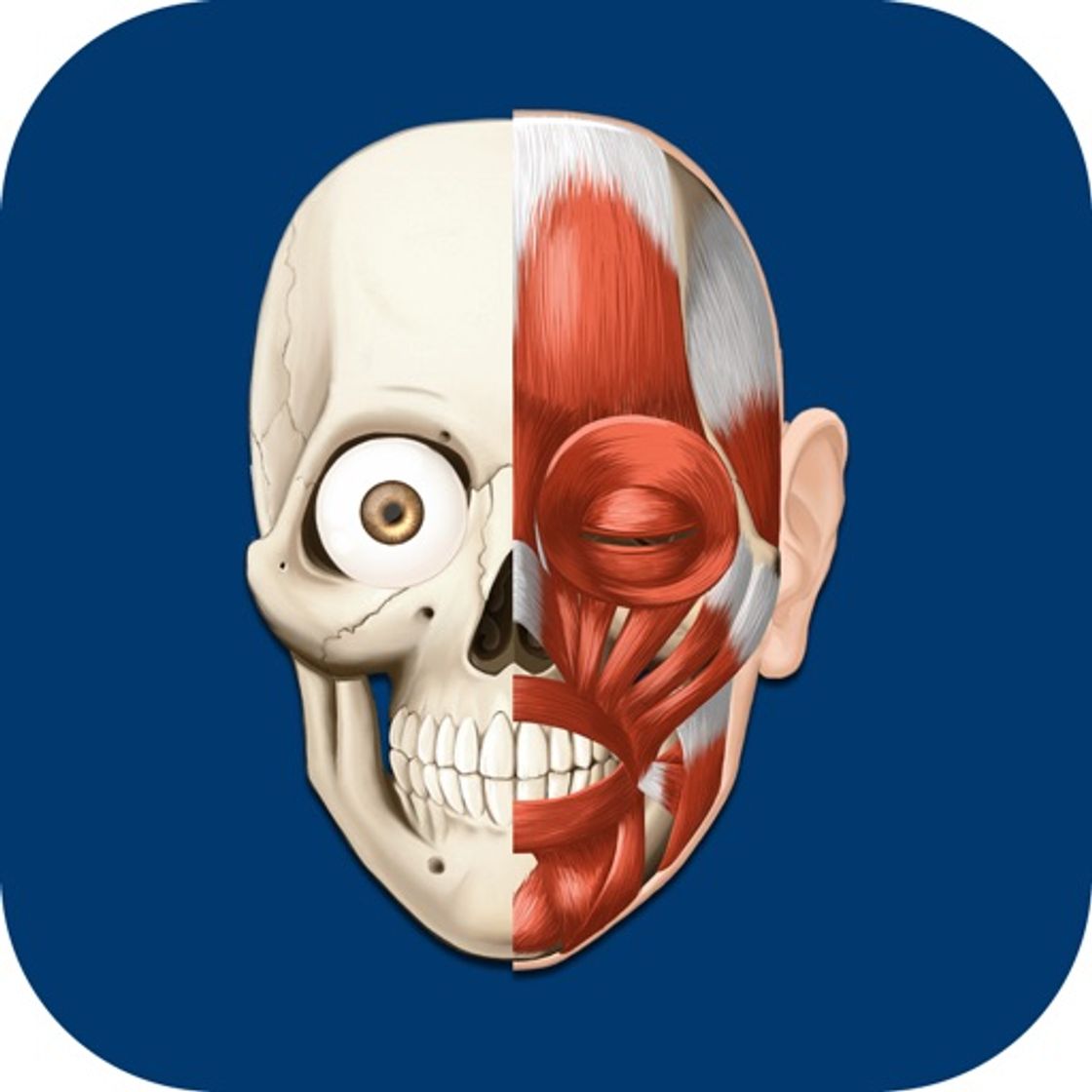 App HiDoctor Atlas de Anatomia do Corpo Humano