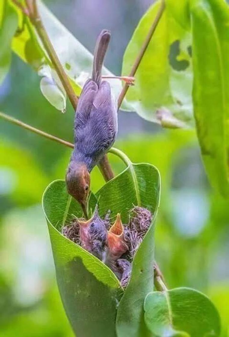 Moda Animais🐦