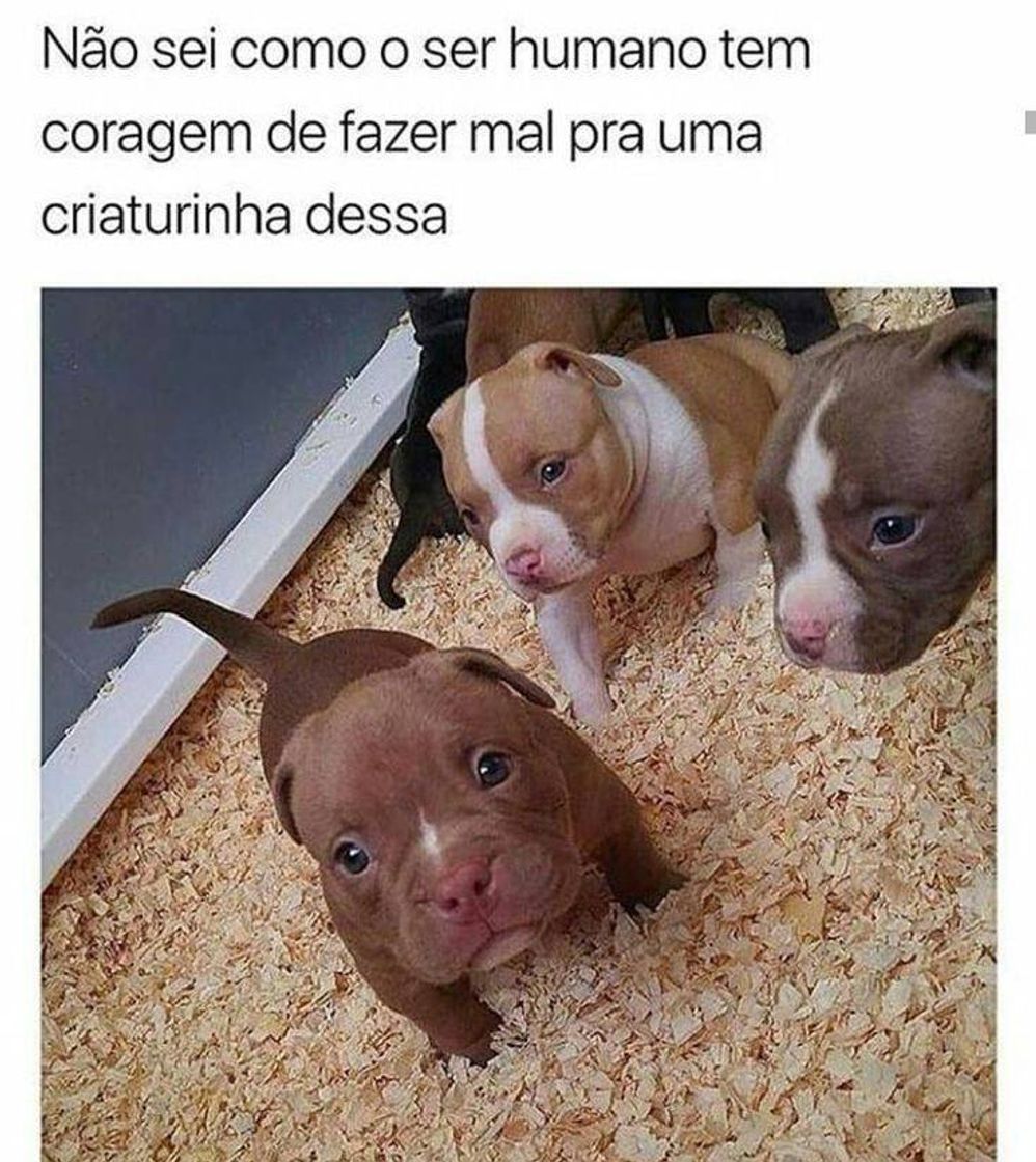 Moda Animais 🐶