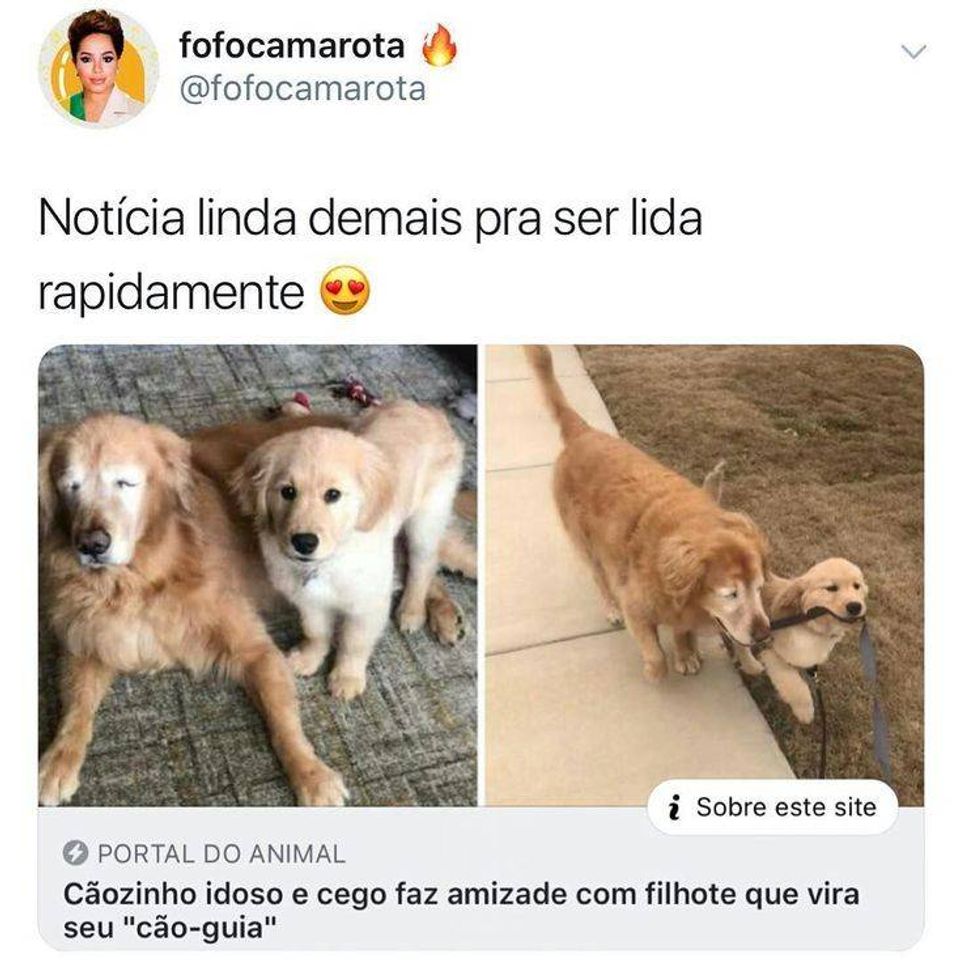 Moda Animais 🐶