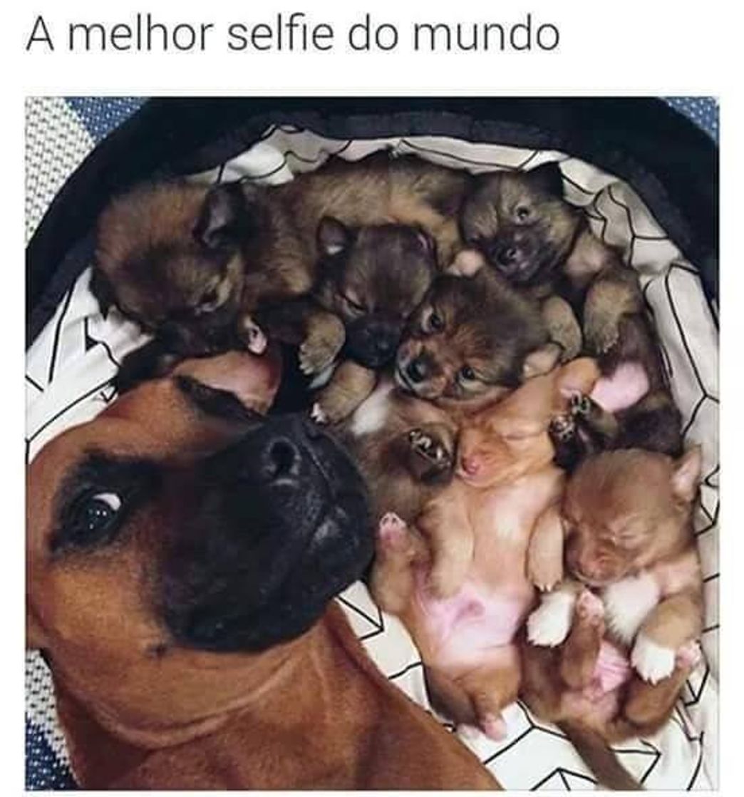 Moda Animais🐶