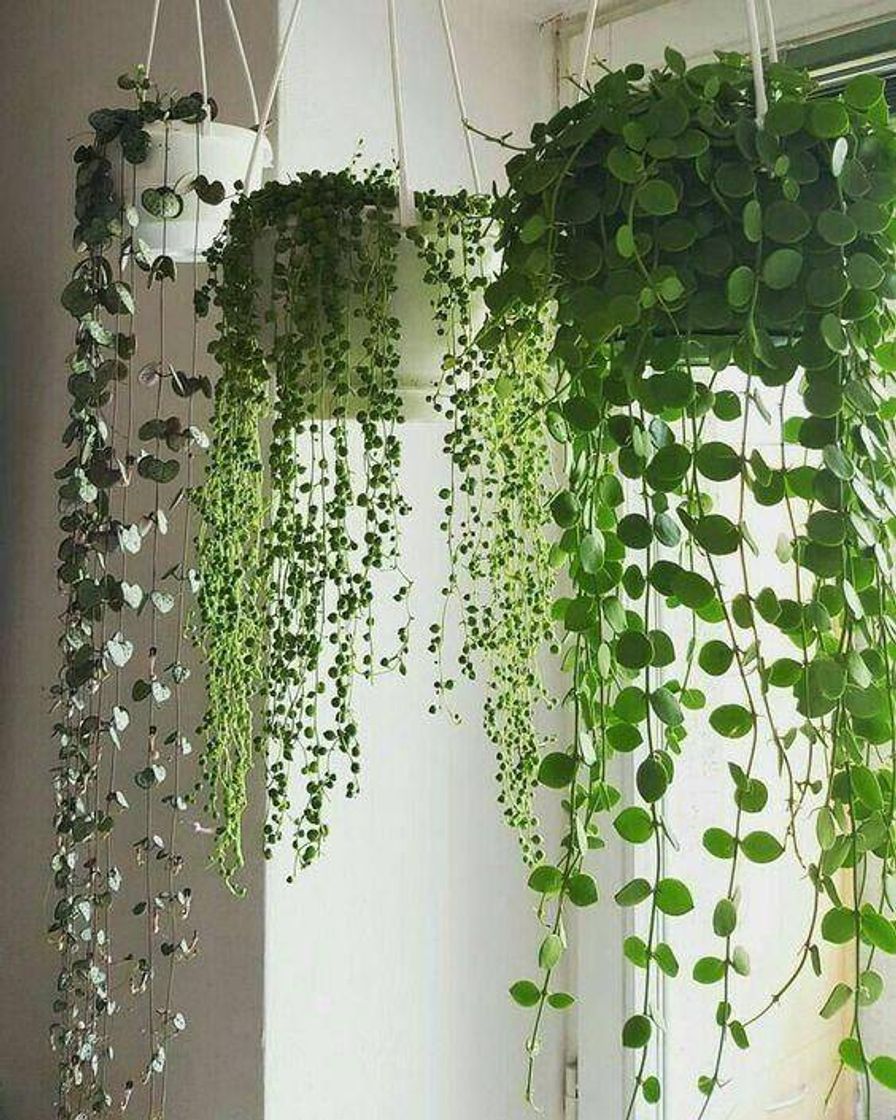 Moda Plantas 🌱