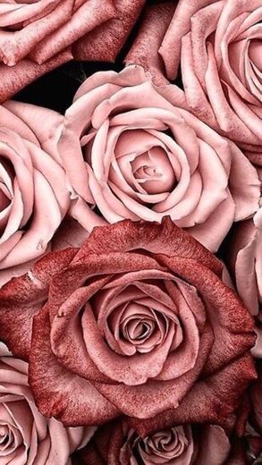 Vintage rosas 