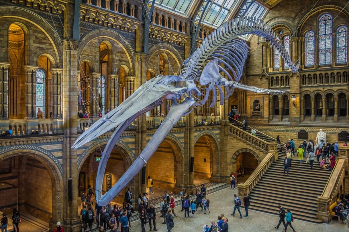 Place Natural History Museum