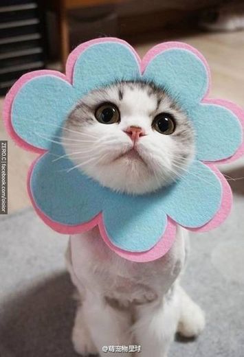 Flower cat.