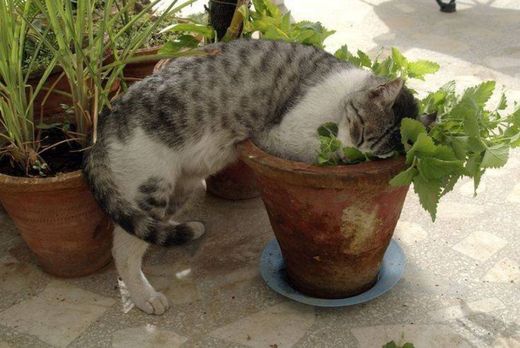 Catnip.