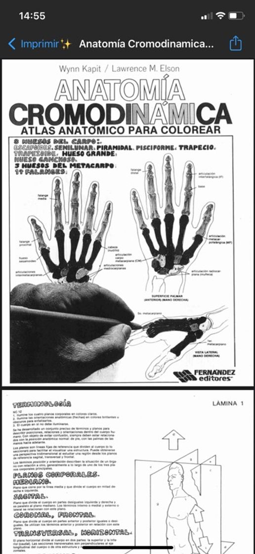 Moda Apuntes anatomía cromodinamica 