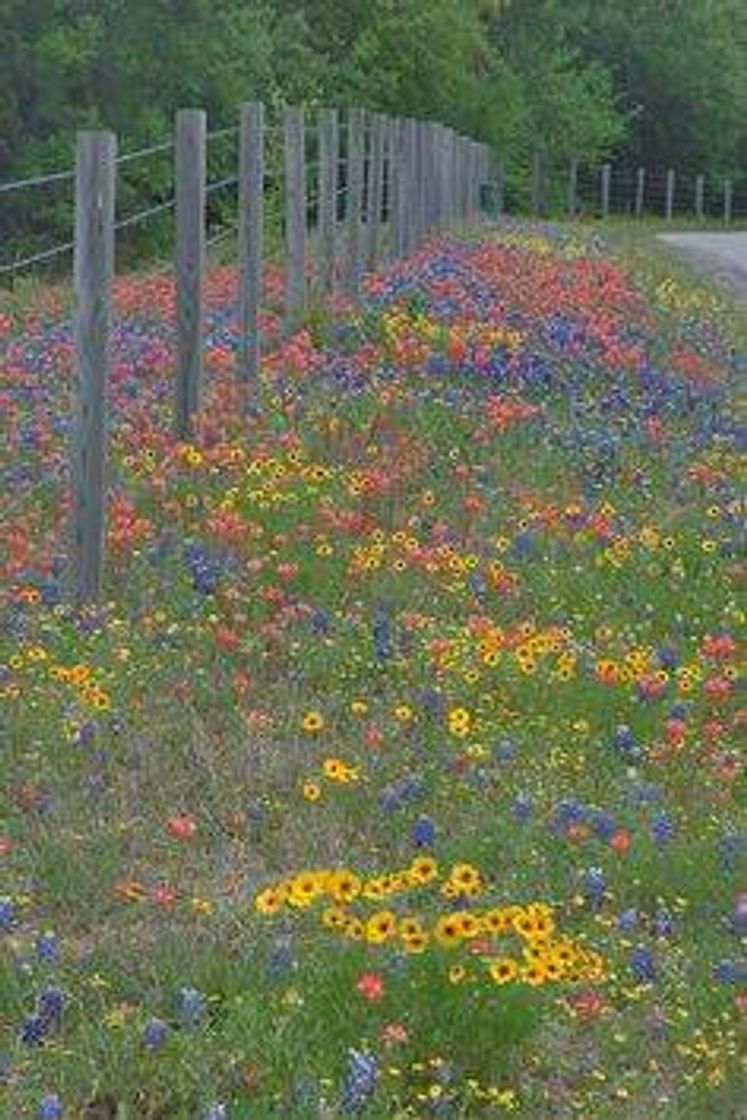 Moda FLORES DO CAMPO