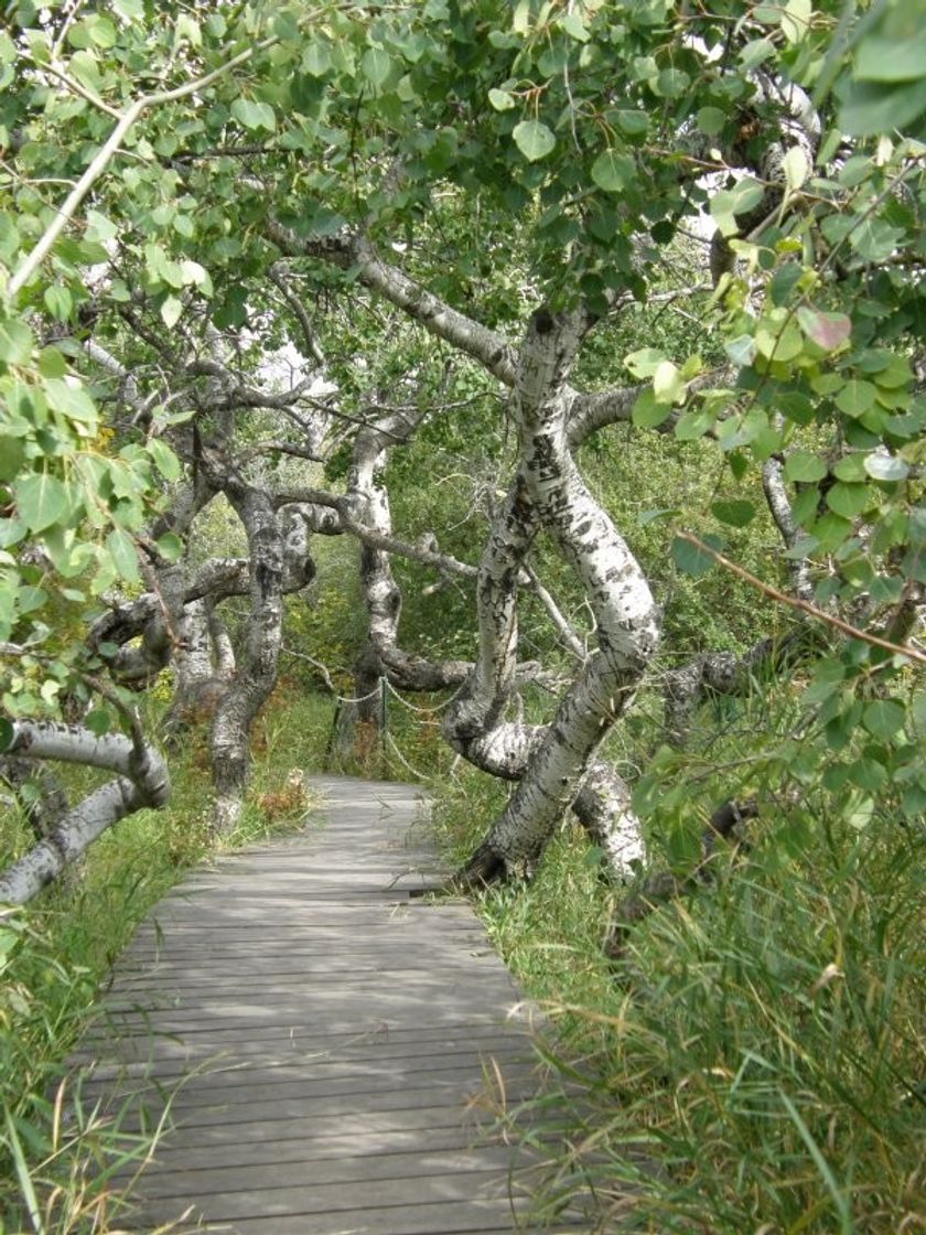 Place The Crooked Forest