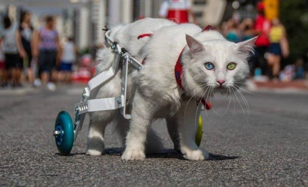 Fashion Gatinho paraplégico dá um show de superação.