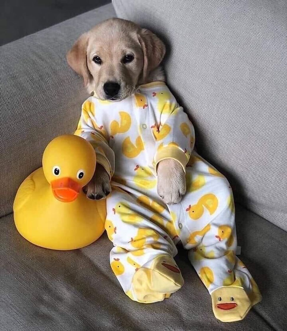 Social Bebê 😍🐶
