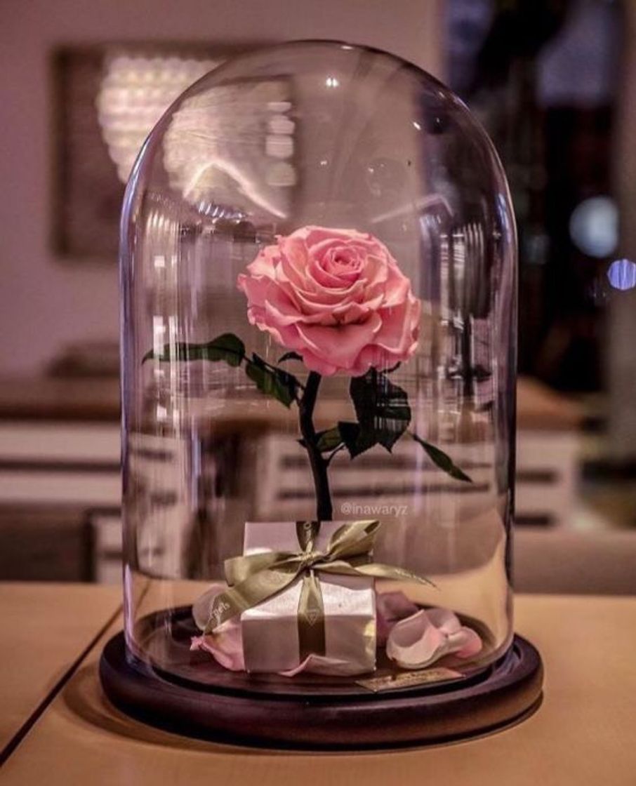 Social Um sonho, né? 😍✨🌹