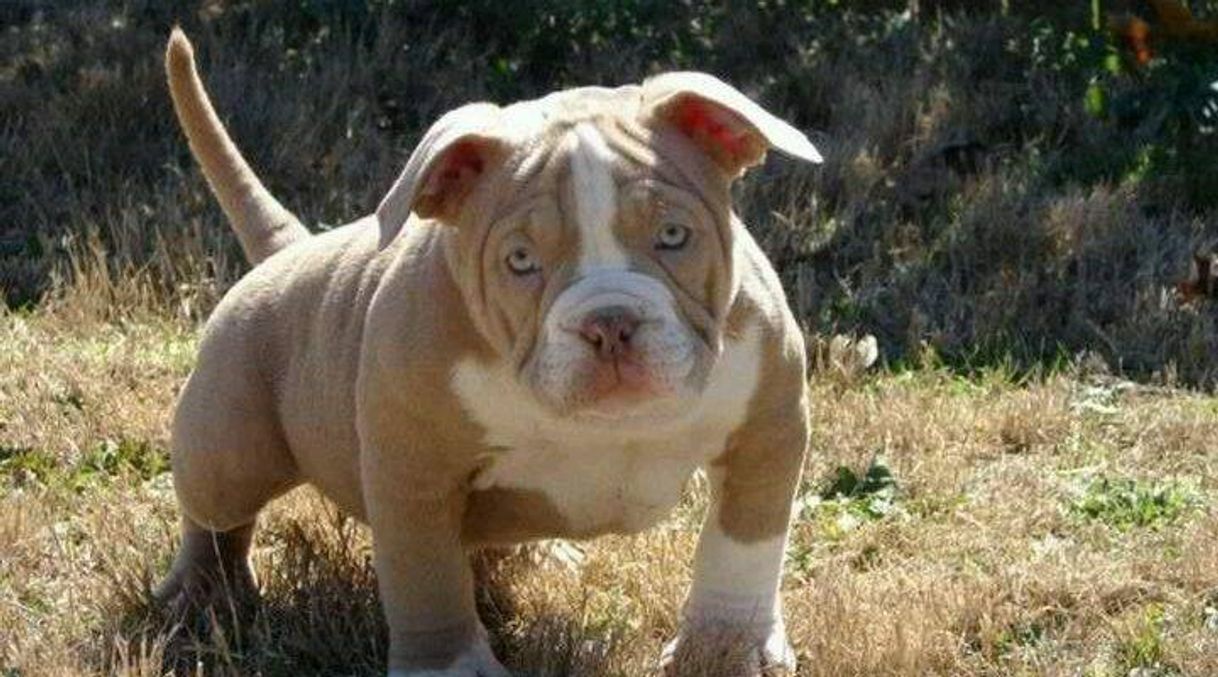 Moda American bully  