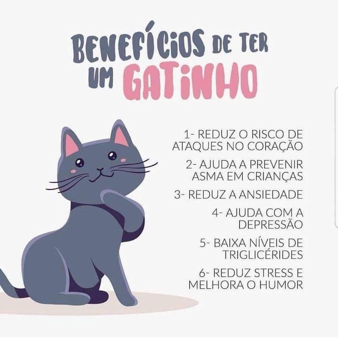 Moda Gatos:Saiba um pouco mais sobre esses animais maravilhoso🐱❤