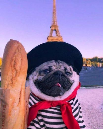 Cachorrinho viajante em Paris