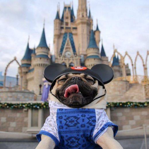 Cachorrinho viajante na Disney