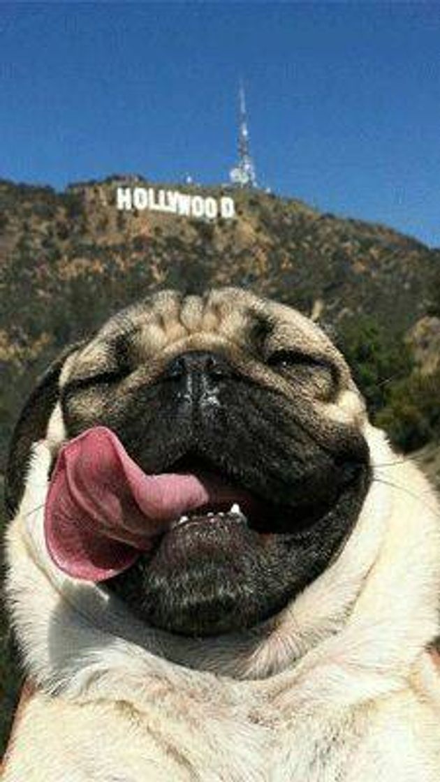 Moda Cachorrinho viajante em Hollywood