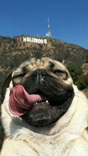 Cachorrinho viajante em Hollywood