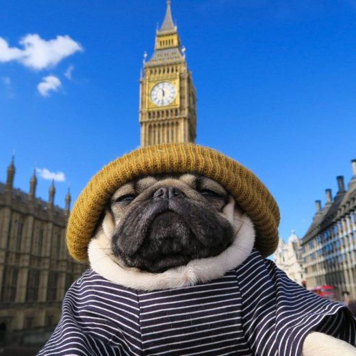 Cachorrinho viajante em Londres