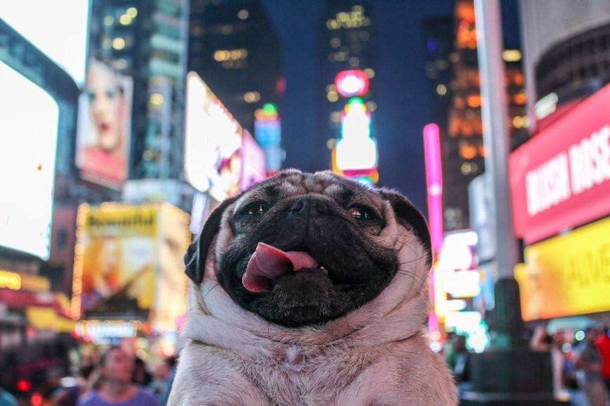 Moda Cachorrinho viajante em New York