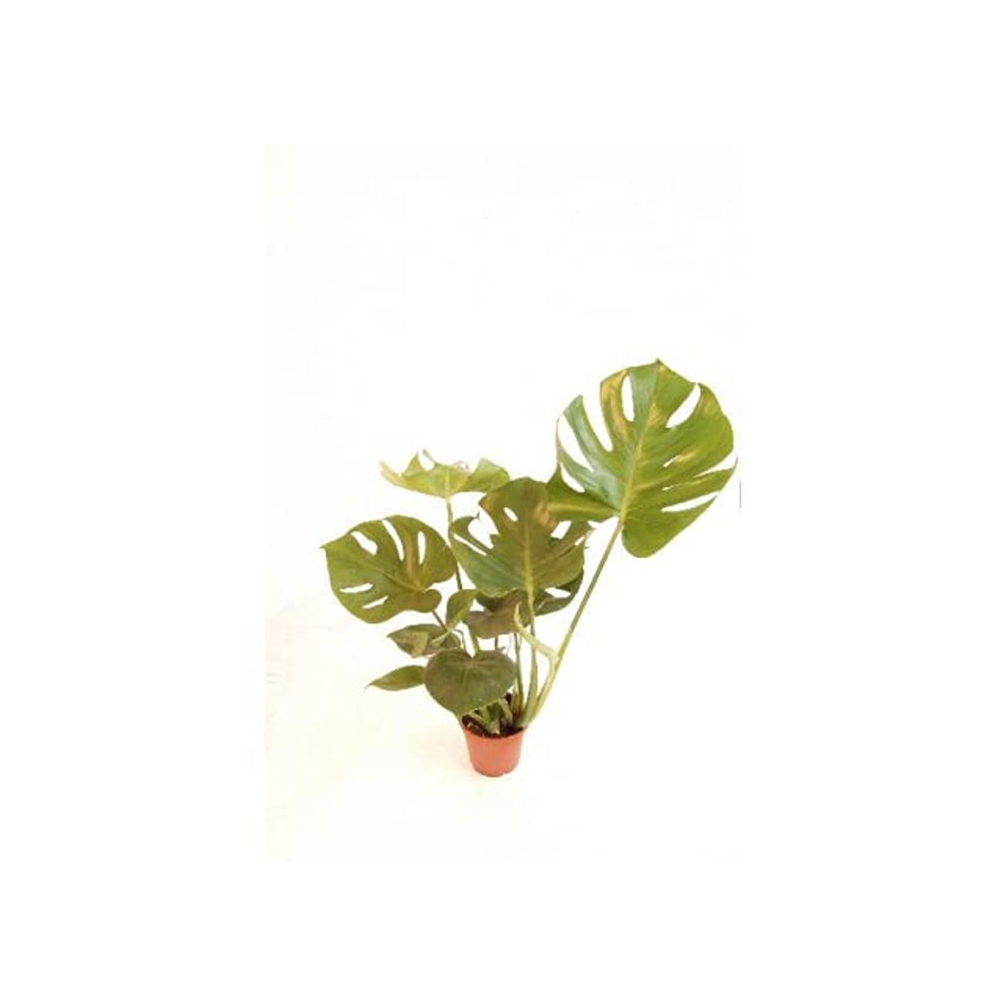 Producto VERDECORA - Planta Natural - Costilla de Adán o Monstera Deliciosa -