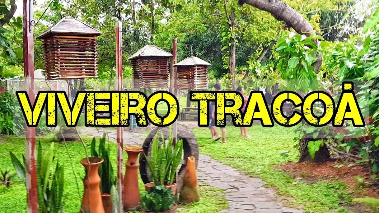 Social Viveiro tracoá