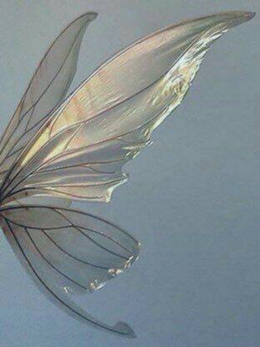 Fashion Fairy wings 