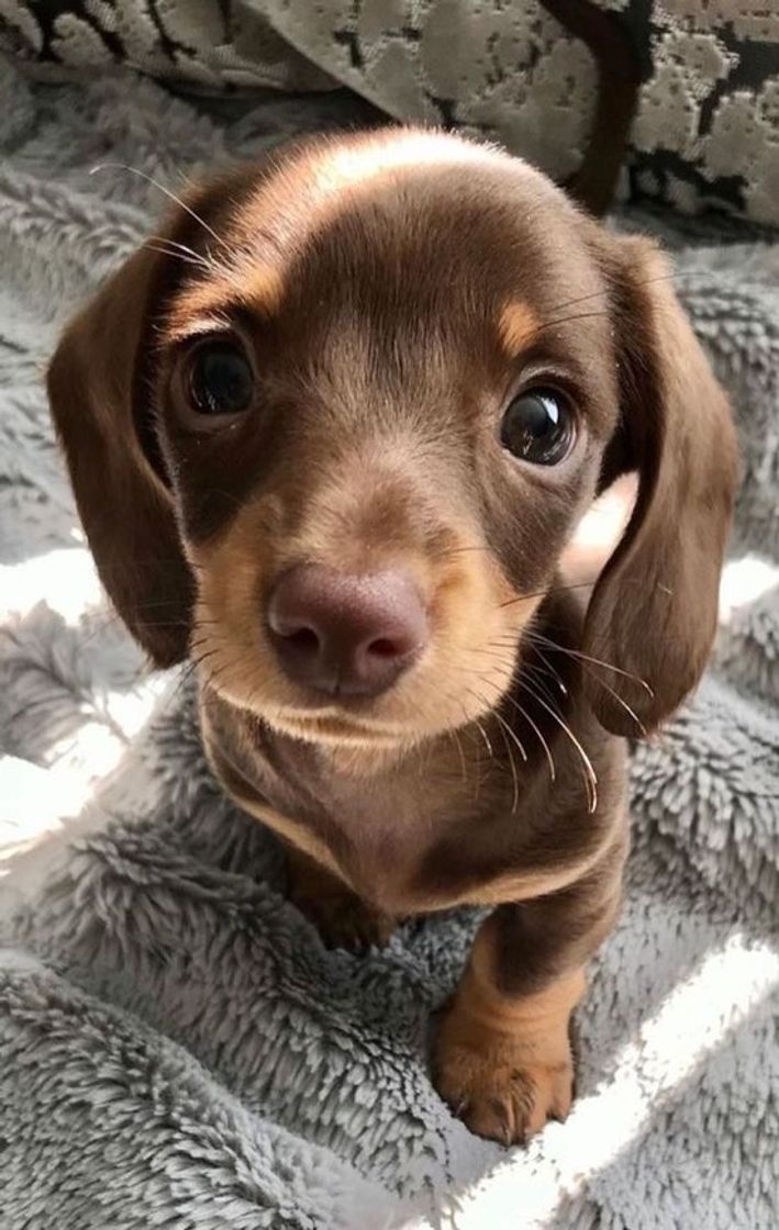 Social Dog 🐶 