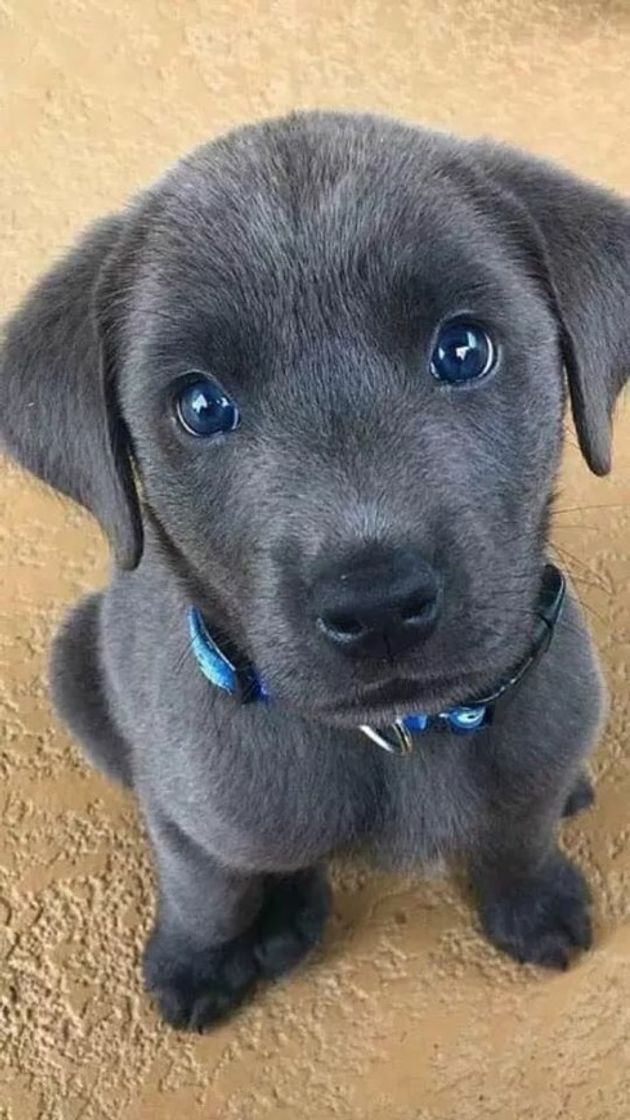 Social Dog 