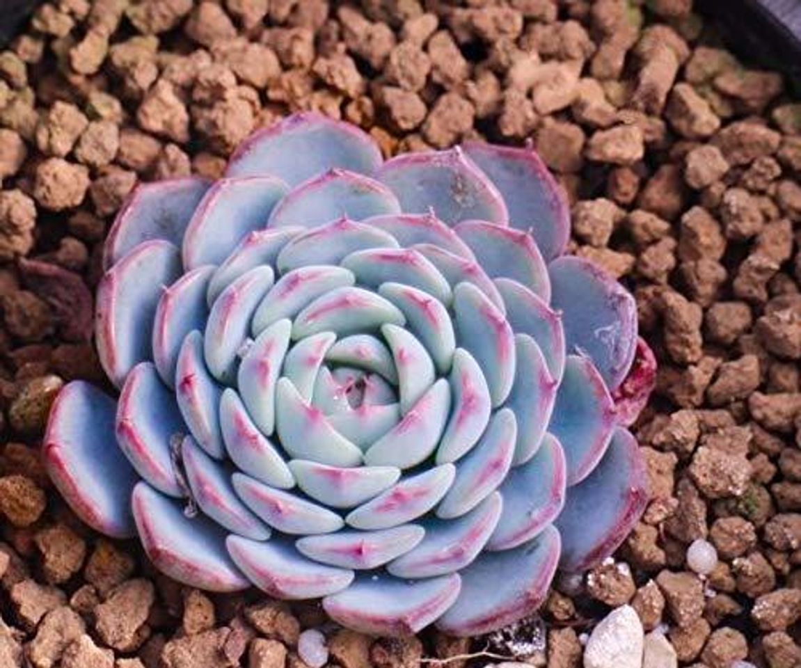 Lugar 10 Semillas Echeveria Secunda Puebla