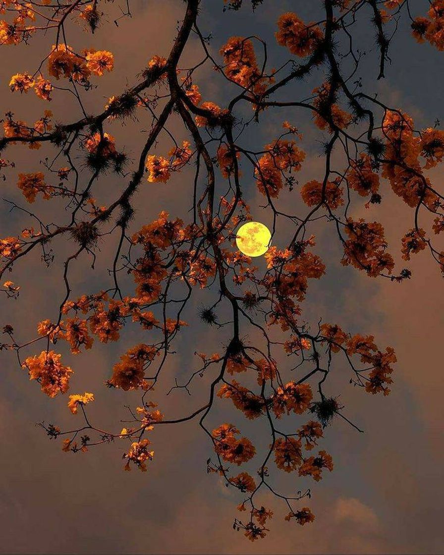 Social wallpapers de paisagens