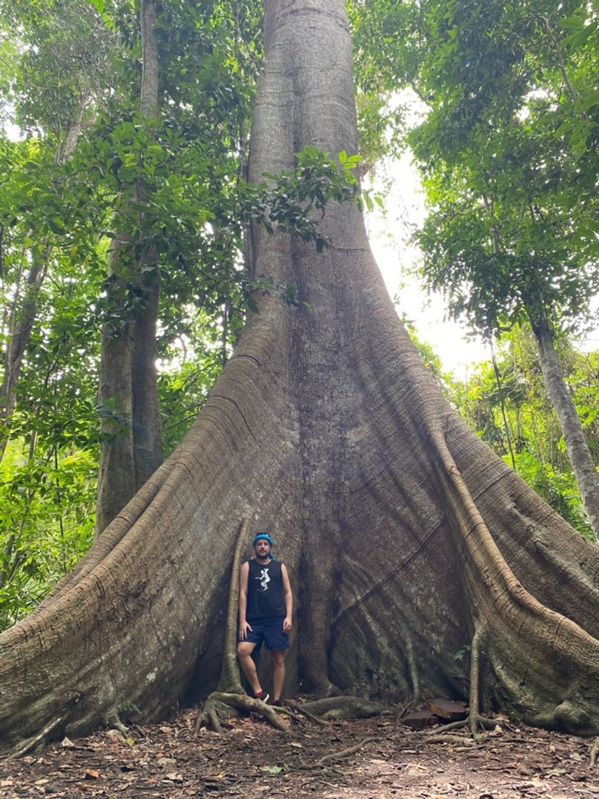 Lugar Floresta Nacional do Tapajós