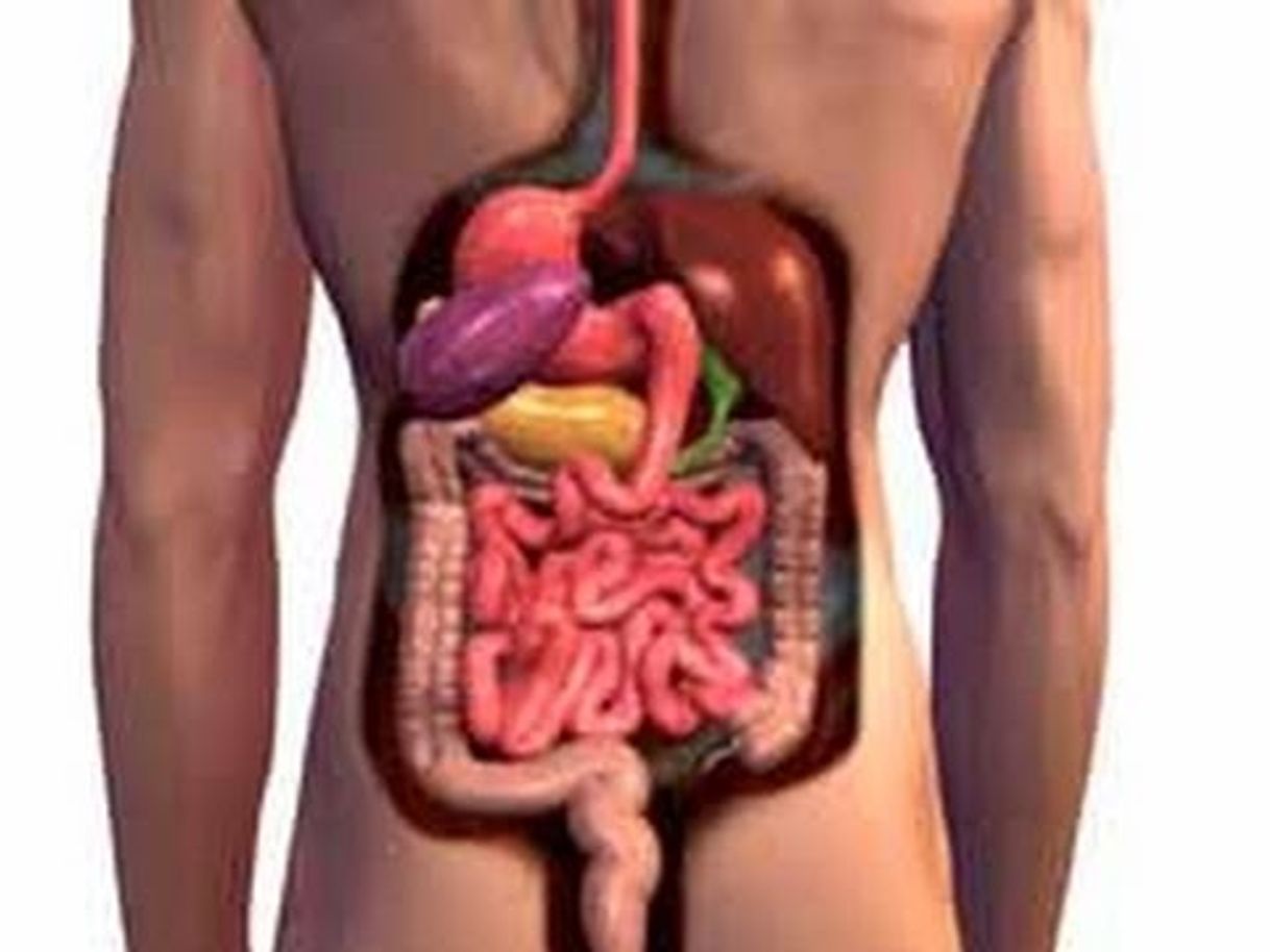 Dentro do corpo humano