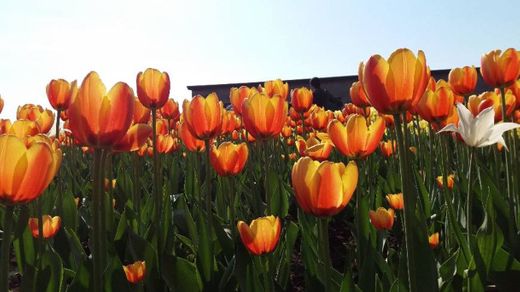 Jardín botánico de Montreal